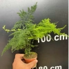 Chậu Thủy Tùng lá măng thủy sinh để bàn - Giá chỉ 72.000đ, tiệm cây xanh 7