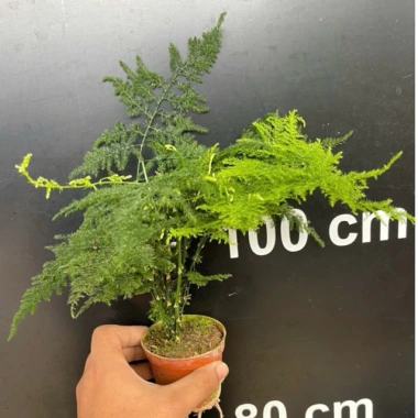 Chậu Thủy Tùng lá măng thủy sinh để bàn - Giá chỉ 72.000đ, tiệm cây xanh 7