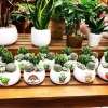 Chậu xương rồng & sen đá mix sẵn để bàn - Tiệm cây xanh lá - Giá ưu đãi 70.000₫ 3