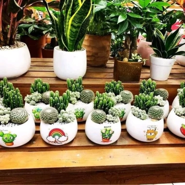 Chậu xương rồng & sen đá mix sẵn để bàn - Tiệm cây xanh lá - Giá ưu đãi 70.000₫