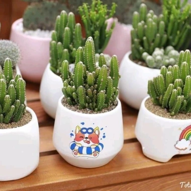 Chậu xương rồng & sen đá mix sẵn để bàn - Tiệm cây xanh lá - Giá ưu đãi 70.000₫