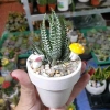 Chậu xương rồng & sen đá mix sẵn để bàn - Tiệm cây xanh lá - Giá ưu đãi 70.000₫ 6