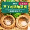 Chuồng Gà Rutin Luding - Gà Tổ Cỏ, Trứng Đẻ, Ống Hút Ấm, Đồ Dùng Tổ Chim 3