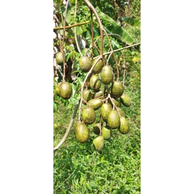 Cóc Thái non giòn ngọt 23k giảm 18k: Ngon làm mứt, gỏi, nước ép, ăn trực tiếp Cóc Thái non giòn ngọt 23k giảm 18k: Ngon làm mứt, gỏi, nước ép, ăn trực tiếp