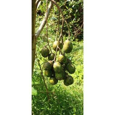 Cóc Thái non giòn ngọt 23k giảm 18k: Ngon làm mứt, gỏi, nước ép, ăn trực tiếp