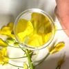 Combo 10 kính lúp mini trong suốt đọc sách phóng đại chi tiết bỏ túi gọn nhẹ
