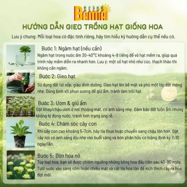 (COMBO 5 Gói) Hạt giống Cúc Lá Nhám Đỏ dễ trồng nảy mầm nhanh hạt chuẩn Ban Mai Seeds (23) 2