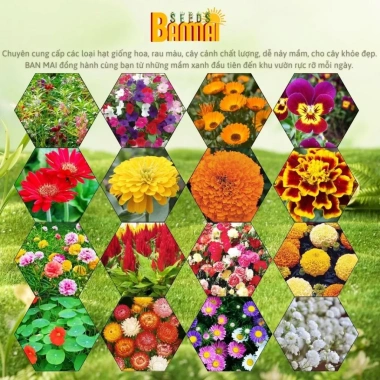 (COMBO 5 Gói) Hạt giống Cúc Lá Nhám Đỏ dễ trồng nảy mầm nhanh hạt chuẩn Ban Mai Seeds (23) 3