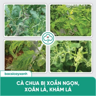 Combo BS05 BS14 Trị Xoăn Ngọn Khảm Lá Sượng - Phục Hồi Cây Trái Rau Màu Đỏ Virus - Bác Sĩ Cây Xanh Giá 212.000 VND