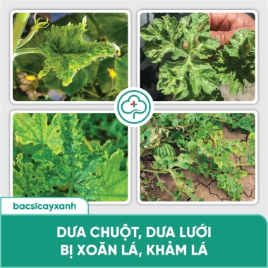 Combo BS05 BS14 Trị Xoăn Ngọn Khảm Lá Sượng - Phục Hồi Cây Trái Rau Màu Đỏ Virus - Bác Sĩ Cây Xanh Giá 212.000 VND 6 Combo BS05 BS14 Trị Xoăn Ngọn Khảm Lá Sượng - Phục Hồi Cây Trái Rau Màu Đỏ Virus - Bác Sĩ Cây Xanh Giá 212.000 VND 6