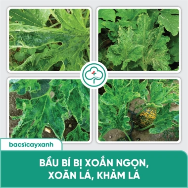 Combo BS05 BS14 Trị Xoăn Ngọn Khảm Lá Sượng - Phục Hồi Cây Trái Rau Màu Đỏ Virus - Bác Sĩ Cây Xanh Giá 212.000 VND 7 Combo BS05 BS14 Trị Xoăn Ngọn Khảm Lá Sượng - Phục Hồi Cây Trái Rau Màu Đỏ Virus - Bác Sĩ Cây Xanh Giá 212.000 VND 7