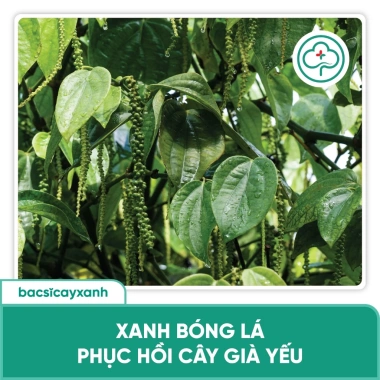 Combo BS05 BS14 Trị Xoăn Ngọn Khảm Lá Sượng - Phục Hồi Cây Trái Rau Màu Đỏ Virus - Bác Sĩ Cây Xanh Giá 212.000 VND