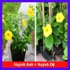 Combo Cây Huỳnh Anh + Huỳnh Đệ - Không khí trong lành, giá ưu đãi 15.000₫