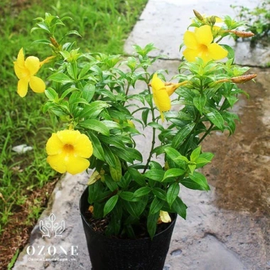 Combo Cây Huỳnh Anh + Huỳnh Đệ - Không khí trong lành, giá ưu đãi 15.000₫
