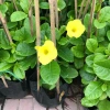 Combo Cây Huỳnh Anh + Huỳnh Đệ - Không khí trong lành, giá ưu đãi 15.000₫ 3