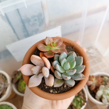 Combo sen đá mix cây ngẫu nhiên kèm chậu đất nung vẽ tay - Giá ưu đãi 50.000₫