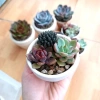 Combo sen đá mix cây ngẫu nhiên kèm chậu đất nung vẽ tay - Giá ưu đãi 50.000₫ 4