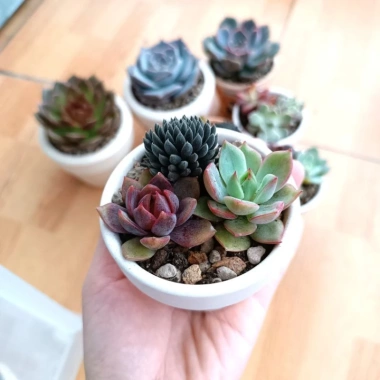 Combo sen đá mix cây ngẫu nhiên kèm chậu đất nung vẽ tay - Giá ưu đãi 50.000₫