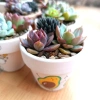 Combo sen đá mix cây ngẫu nhiên kèm chậu đất nung vẽ tay - Giá ưu đãi 50.000₫ 5