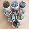 Combo sen đá mix cây ngẫu nhiên kèm chậu đất nung vẽ tay - Giá ưu đãi 50.000₫ 8
