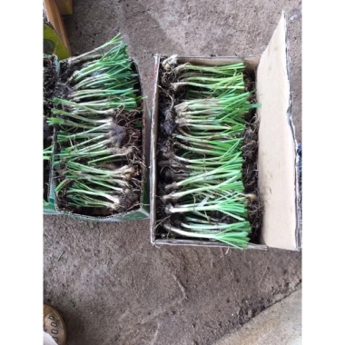 Gốc hẹ giống 1kg - Củ hẹ trồng lấy lá ăn, giá ưu đãi 69.000 VNĐ, chất lượng cao 2