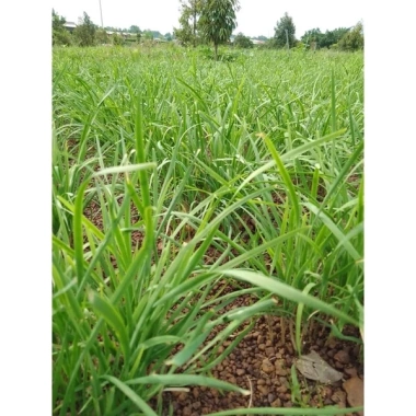 Gốc hẹ giống 1kg - Củ hẹ trồng lấy lá ăn, giá ưu đãi 69.000 VNĐ, chất lượng cao 3
