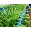 Gốc hẹ giống 1kg - Củ hẹ trồng lấy lá ăn, giá ưu đãi 69.000 VNĐ, chất lượng cao 4
