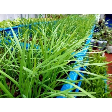 Gốc hẹ giống 1kg - Củ hẹ trồng lấy lá ăn, giá ưu đãi 69.000 VNĐ, chất lượng cao 4