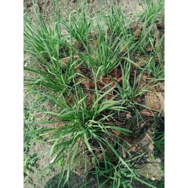 Gốc hẹ giống 1kg - Củ hẹ trồng lấy lá ăn, giá ưu đãi 69.000 VNĐ, chất lượng cao 5