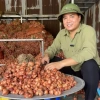 Hành Củ Kinh Môn 2kg Thơm Nồng Đậm Vị Giá ưu đãi 140.000đ giảm giá ngay 2