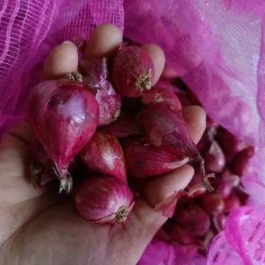 Hành tím Huế 1kg giá rẻ - Hành củ chuẩn vị chỉ 69000đ giảm từ 85560đ 3 Hành tím Huế 1kg giá rẻ - Hành củ chuẩn vị chỉ 69000đ giảm từ 85560đ 3