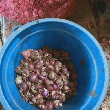 Hành tím Huế 1kg giá rẻ - Hành củ chuẩn vị chỉ 69000đ giảm từ 85560đ 9 Hành tím Huế 1kg giá rẻ - Hành củ chuẩn vị chỉ 69000đ giảm từ 85560đ 9