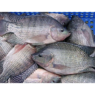 Hạt protein tanh thủy sản 50.000đ - Thành phần không thể thiếu cho mồi cá, giá ưu đãi