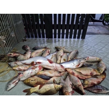 Hạt protein tanh thủy sản 50.000đ - Thành phần không thể thiếu cho mồi cá, giá ưu đãi