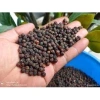 Hạt Tiêu Đen Chín Đỏ Tây Nguyên 1kg - Giảm Giá Còn 220k 3