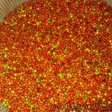 Hạt Tiêu Đen Chín Đỏ Tây Nguyên 1kg - Giảm Giá Còn 220k 4
