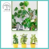 Hỗ Trợ Cây Cực Rêu Trellis Cho Monstera và Cây Leo - Dễ Lắp Đặt, Giá Ưu Đãi 2