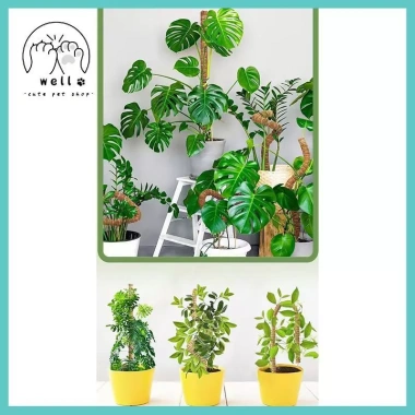 Hỗ Trợ Cây Cực Rêu Trellis Cho Monstera và Cây Leo - Dễ Lắp Đặt, Giá Ưu Đãi