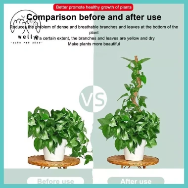 Hỗ Trợ Cây Cực Rêu Trellis Cho Monstera và Cây Leo - Dễ Lắp Đặt, Giá Ưu Đãi