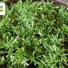 Hoa Đu Đủ Đặc Ngâm Ong Thùng Lũng Xanh - XANHSAM Organic, Giá ưu đãi 412.500₫ 4