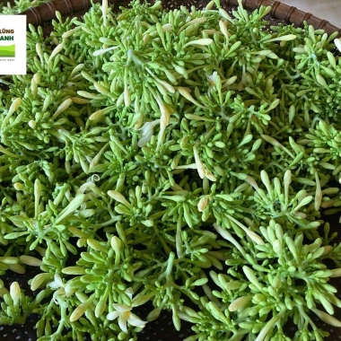 Hoa Đu Đủ Đặc Ngâm Ong Thùng Lũng Xanh - XANHSAM Organic, Giá ưu đãi 412.500₫