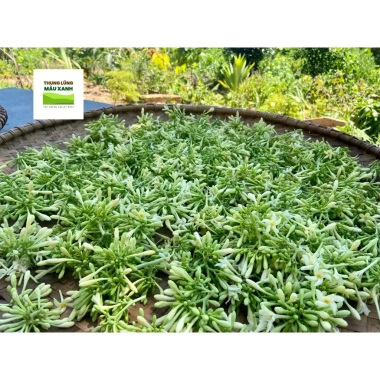 Hoa Đu Đủ Đặc Ngâm Ong Thùng Lũng Xanh - XANHSAM Organic, Giá ưu đãi 412.500₫