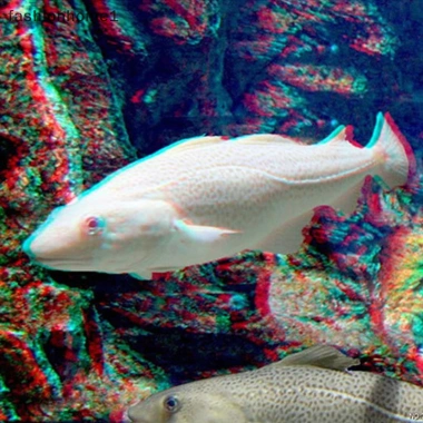 Khung kính 3D xanh đỏ Fas cho DVD phim Anaglyph và Giá ưu đãi 31.790 đồng 7