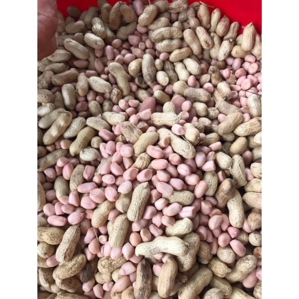 Hình ảnh sản phẩm Lạc Nguyên Vỏ Khô Ngon - Đậu Phộng Đặc Sản Miền Trung 1kg Giá Rẻ 45000đ