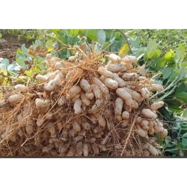 Hình ảnh sản phẩm Lạc Nguyên Vỏ Khô Ngon - Đậu Phộng Đặc Sản Miền Trung 1kg Giá Rẻ 45000đ