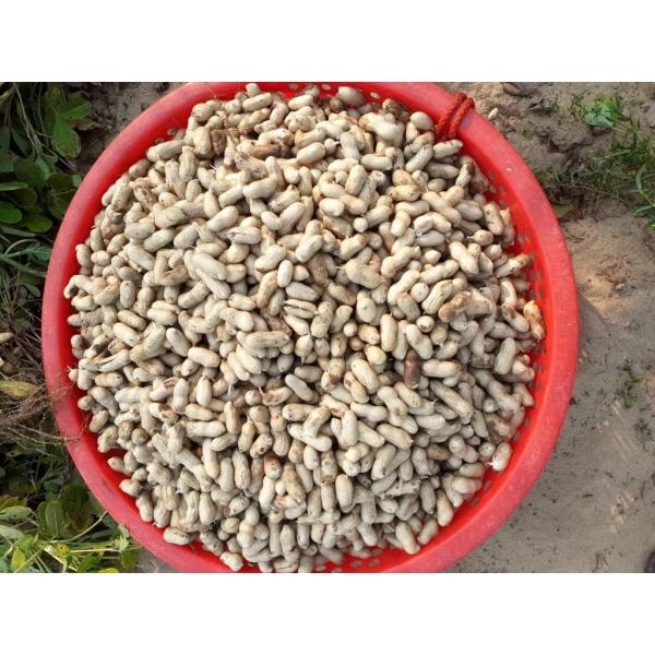 Hình ảnh sản phẩm Lạc Nguyên Vỏ Khô Ngon - Đậu Phộng Đặc Sản Miền Trung 1kg Giá Rẻ 45000đ