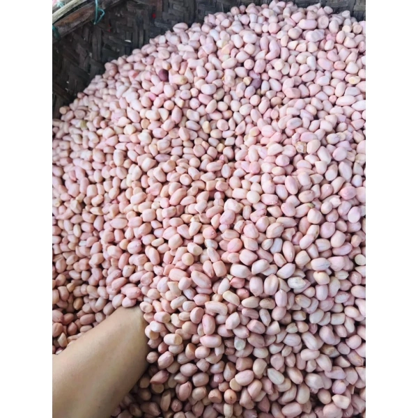 Cách bảo quản Lạc Nguyên Vỏ Khô Ngon 1kg để giữ độ giòn và hương vị lâu dài