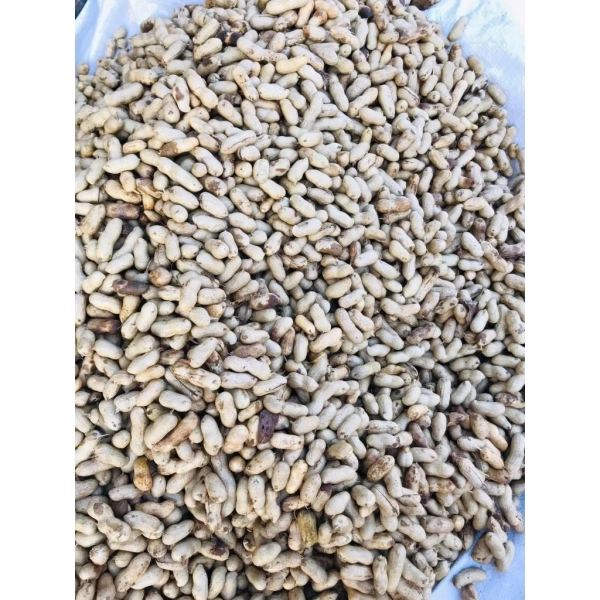 Trải nghiệm hương vị đặc trưng của Đậu Phộng Miền Trung – Review Lạc Nguyên Vỏ Khô Ngon 1kg