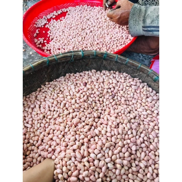 Cách nhận biết và bảo quản Lạc Nguyên Vỏ Khô Ngon để giữ hương vị lâu dài