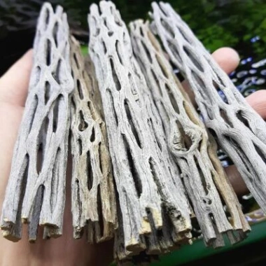 Lũa Cholla Lucas’s Aqua - Lũa tự nhiên cho tép cảnh, tạo biofilm, trang trí hồ thủy sinh, giá chỉ 149.900 5 Lũa Cholla Lucas’s Aqua - Lũa tự nhiên cho tép cảnh, tạo biofilm, trang trí hồ thủy sinh, giá chỉ 149.900 5